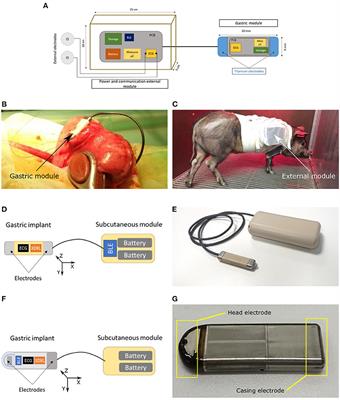 Analysis of Cardiac Vibration Signals Acquired From a Novel Implant Placed on the Gastric Fundus